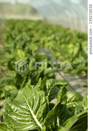 green chard cultivation in a hothouse field green chard cultivation in a hothouse field 139218038