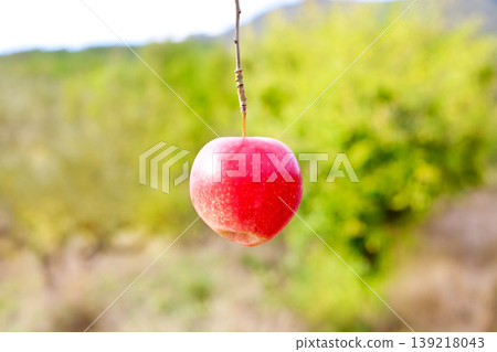Apple red hanging from tree branch Apple red hanging from tree branch 139218043