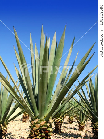 Agave tequilana plant for Mexican tequila liquor Agave tequilana plant for Mexican tequila liquor 139218090