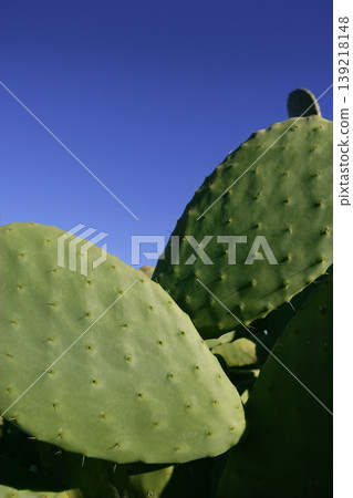 prickly pear cactus nopal detail  Mediterranean 139218148