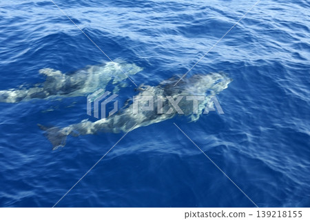 Two dolphins in Mediterranean sea Two dolphins in Mediterranean sea 139218155