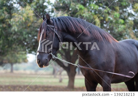 portrait of beautiful black Marwari young stallion with purple taned mane. India portrait of beautiful black Marwari young stallion with purple taned mane. India 139218213