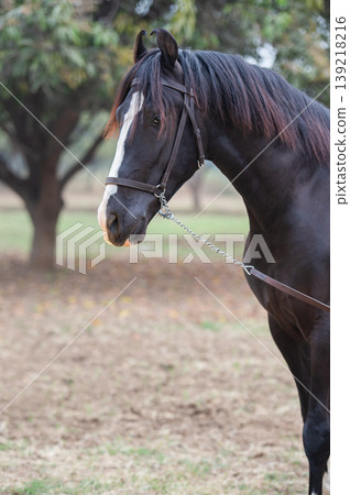 portrait of beautiful black Marwari young stallion posing in garden at cloudy morning. India portrait of beautiful black Marwari young stallion posing in garden at cloudy morning. India 139218216