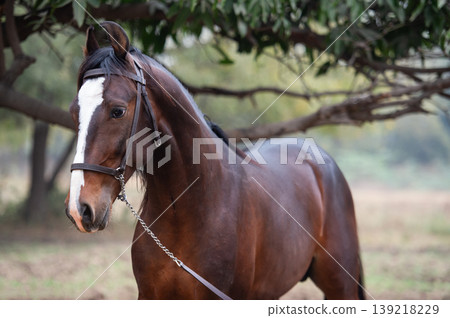 portrait of dark bay Marwari colt posing in garden at cloudy day. Indian authentic horse breed. India portrait of dark bay Marwari colt posing in garden at cloudy day. Indian authentic horse breed. India 139218229