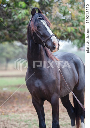 portrait of beautiful black Marwari young stallion posing in garden at cloudy morning. India portrait of beautiful black Marwari young stallion posing in garden at cloudy morning. India 139218230