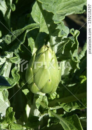 Artichoke fields in Spain Artichoke fields in Spain 139218297