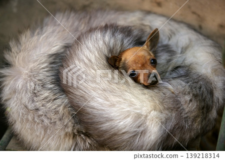 little dog with cold in winter with fox skin little dog with cold in winter with fox skin 139218314