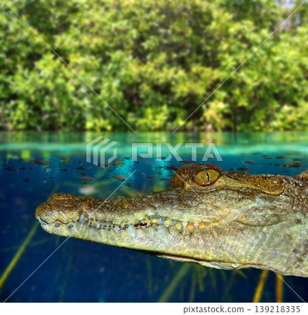 Crocodile cayman swimming in mangrove swamp Crocodile cayman swimming in mangrove swamp 139218335