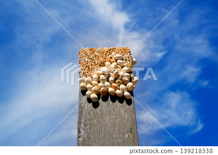 many snails on the top of a black wood 139218338