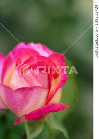 Colorful rose flower macro Colorful rose flower macro 139218424