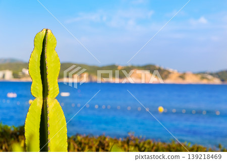 Majorca Cala Fornells beach Paguera Peguera Majorca Cala Fornells beach Paguera Peguera 139218469