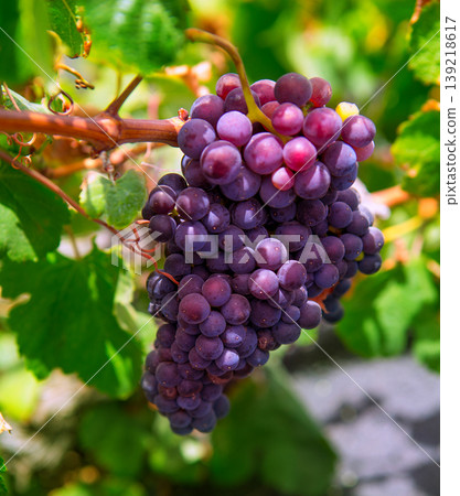 Lanzarote La Geria vineyard on black volcanic soil 139218617