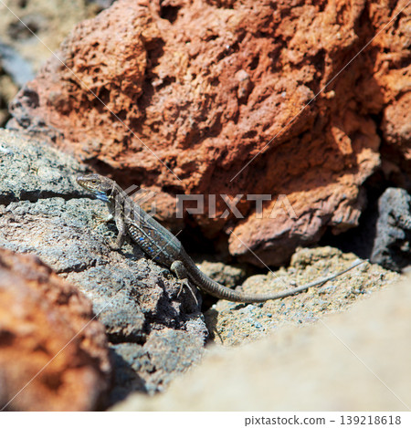 La Palma typical lizard Tizon Gallotia galloti palmae La Palma typical lizard Tizon Gallotia galloti palmae 139218618