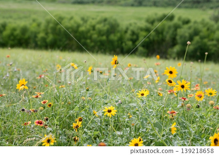 American Daisy yellow flowers green meadow background American Daisy yellow flowers green meadow background 139218658