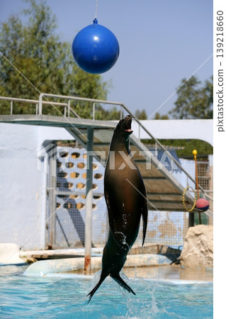 Acrobatic seal jump on a water show trying get the ball Acrobatic seal jump on a water show trying get the ball 139218660