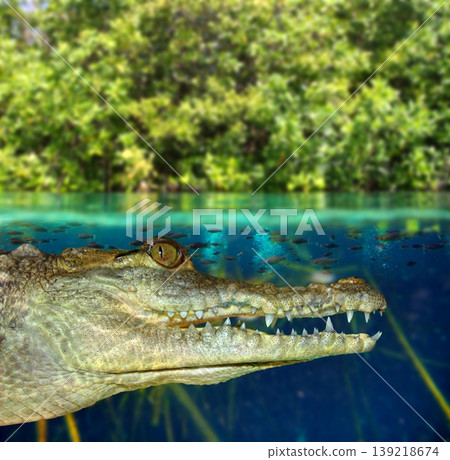 Crocodile cayman swimming in mangrove swamp Crocodile cayman swimming in mangrove swamp 139218674