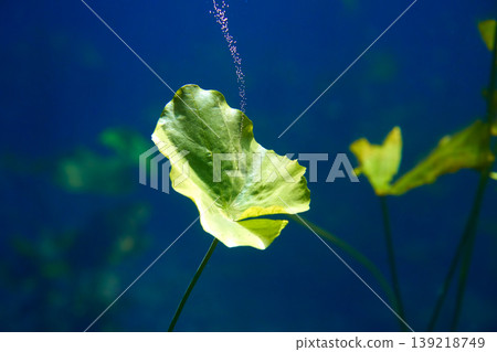 Cenote sinkhole waterplants in Riviera Maya Cenote sinkhole waterplants in Riviera Maya 139218749