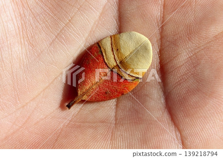 autumn leaf in human hand macro autumn leaf in human hand macro 139218794