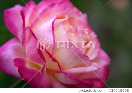 Colorful rose flower macro Colorful rose flower macro 139218998