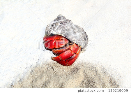 Red Legged Hermit Crab in Mexico beach sand Red Legged Hermit Crab in Mexico beach sand 139219009