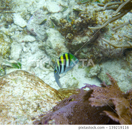 Sergeant major fish in Great Mayan Reef Sergeant major fish in Great Mayan Reef 139219116