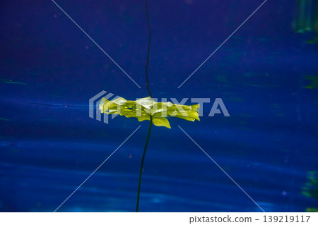 Cenote sinkhole waterplants in Riviera Maya 139219117