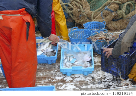 fishermen hands working fish catch on boat deck fishermen hands working fish catch on boat deck 139219154
