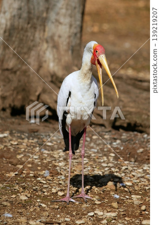 African Yellowbilled Stork Tantalo, Mycteria ibis bird African Yellowbilled Stork Tantalo, Mycteria ibis bird 139219207