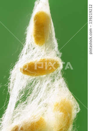 yellow silkworm cocoon over green yellow silkworm cocoon over green 139219212