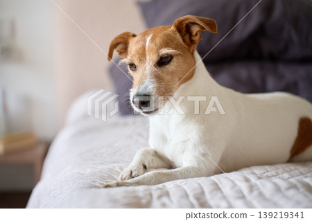 Small terrier dog resting on bed at home Small terrier dog resting on bed at home 139219341