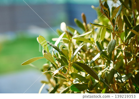 Close-up of sunlit green olive plant leaves with blurred natural background. Close-up of sunlit green olive plant leaves with blurred natural background. 139219353