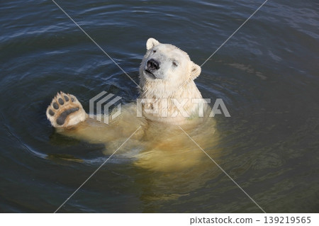 Polar bear swimming in the water Polar bear swimming in the water 139219565