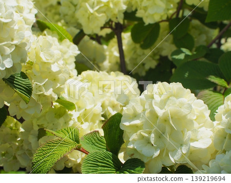 White snowball viburnum flowers in full bloom (2) White snowball viburnum flowers in full bloom (2) 139219694