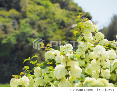 Three white snowball viburnum flowers in full bloom. Three white snowball viburnum flowers in full bloom. 139219695