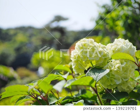 The pure white snowball viburnum signals the arrival of early summer. The pure white snowball viburnum signals the arrival of early summer. 139219701