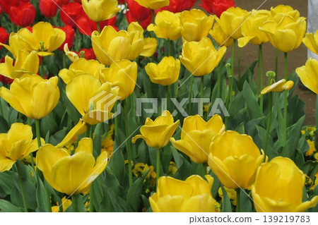 Vibrant tulips at Akebonoyama Agricultural Park 139219783