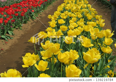 The yellow tulips at Akebonoyama Agricultural Park are growing beautifully. 139219784