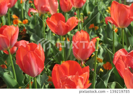 曙山農業公園的紅色鬱金香正值盛花期，展現出鮮豔的色彩。 139219785
