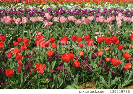 The red tulips and other flowers at Akebonoyama Agricultural Park are a vibrant sight. 139219786