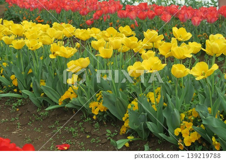 Yellow tulips at Akebonoyama Agricultural Park 139219788