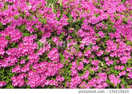Azaleas in full bloom at Akebonoyama Agricultural Park Azaleas in full bloom at Akebonoyama Agricultural Park 139219820