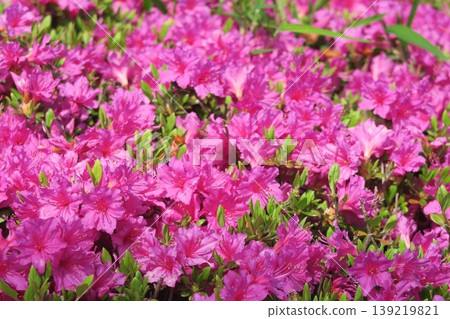 Akebonoyama Agricultural Park, densely covered with azaleas in the season of fresh greenery. 139219821