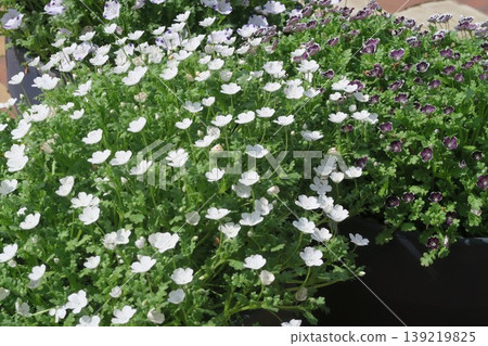 The white flowers at Akebonoyama Agricultural Park are refreshing. 139219825