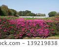 Azaleas blooming under the blue spring sky 139219838