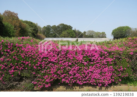 Azaleas blooming under the blue spring sky 139219838