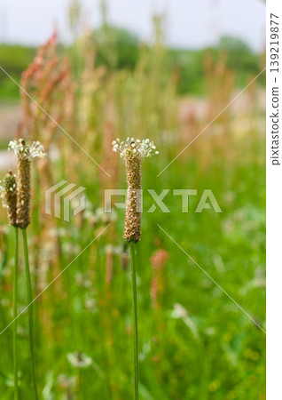 Plantagon花 Plantagon花 139219877