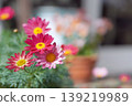 Pink Margaret 139219989