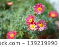 Pink Margaret 139219990