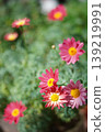 Pink Margaret 139219991
