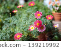 Pink Margaret 139219992